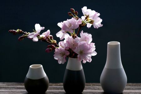 La fleur Sakura et trois vases